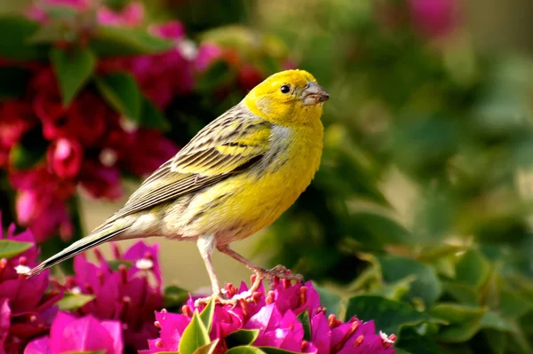 Scenic View Beautiful Bird Nature — Stock Photo, Image