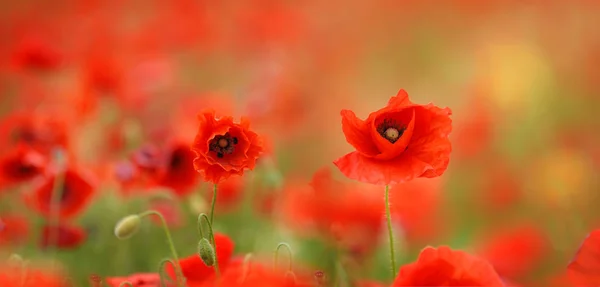 Close View Beautiful Wild Poppy Flowers — Stock Photo, Image