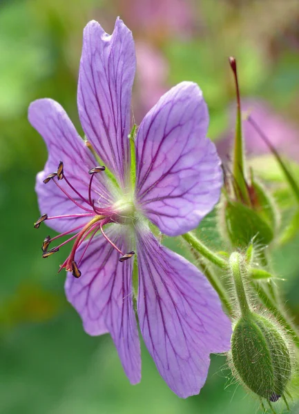 Hermosas Flores Jardín — Foto de Stock