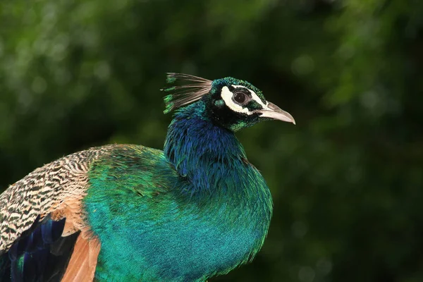 Pavo Real Plumas Colores — Foto de Stock