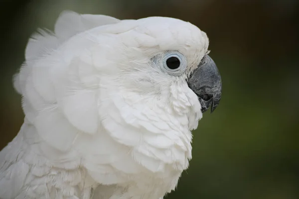 Scenic View Beautiful Kakadu Bird — Stock Photo, Image