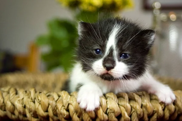 Portrait Cute Cat — Stock Photo, Image