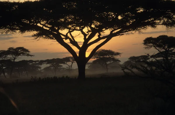 Kenya Akşam Kırmızısı — Stok fotoğraf