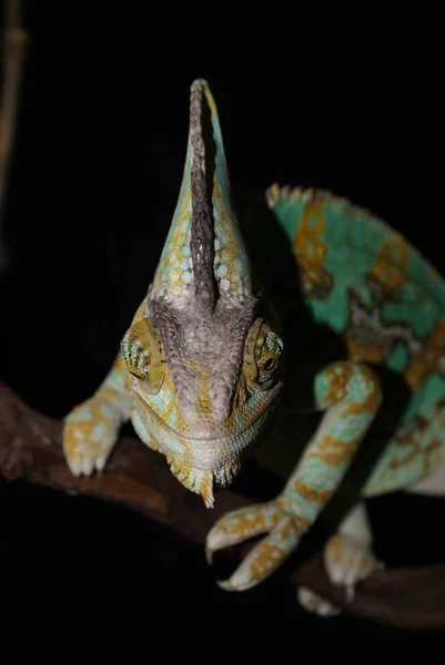 トカゲ動物熱帯爬虫類 — ストック写真