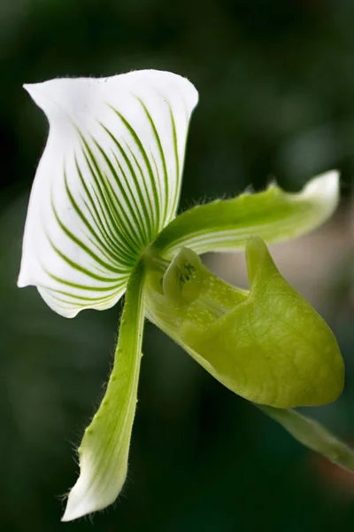 Mooi Botanisch Schot Natuurlijk Behang — Stockfoto