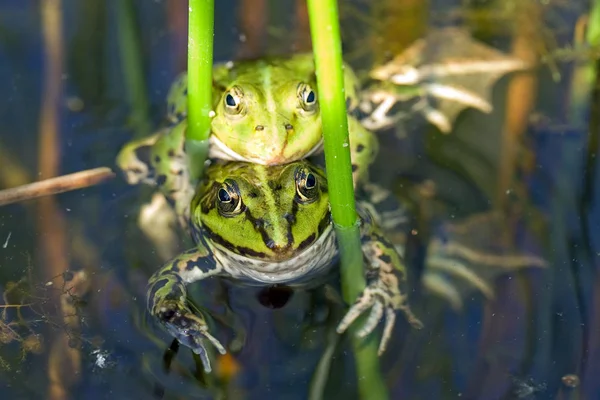 Two Water Frogs Reproduction — Stock Photo, Image