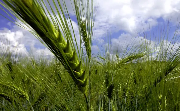 Scenic View Countryside Selective Focus — Stock Photo, Image