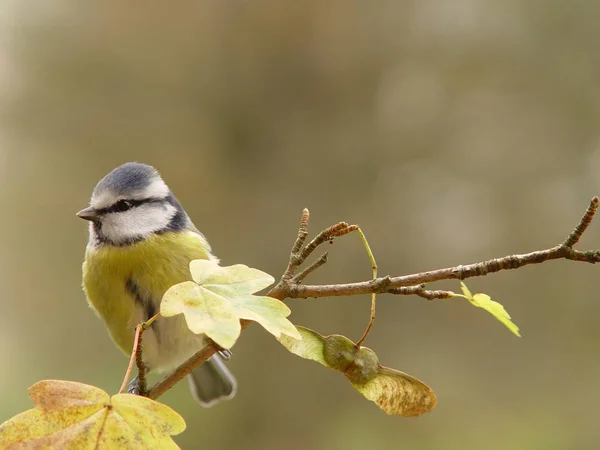 Blaumeise Auf Ast — Stockfoto