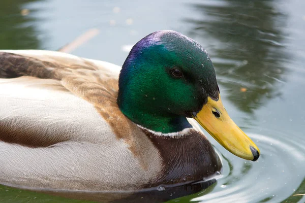 Vista Cênica Pato Mallard Bonito Natureza — Fotografia de Stock