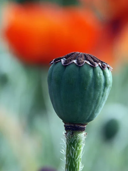 Vista Cerca Hermosas Flores Amapola Silvestre — Foto de Stock