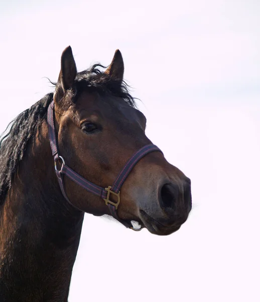 Pferd Tier Natur Fauna — Stockfoto