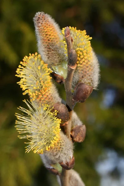 Blühende Blumen Hintergrund Textur — Stockfoto