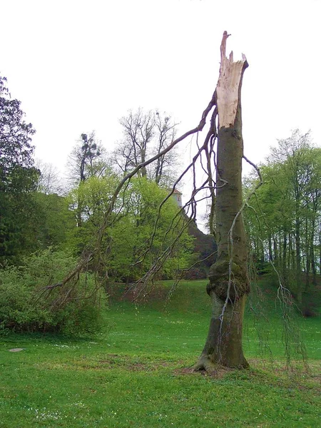 Schöne Landschaft Des Waldes — Stockfoto