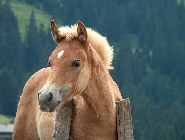 Tirol Del Sur Italia Refugio Los Alpes Italianos — Foto de Stock