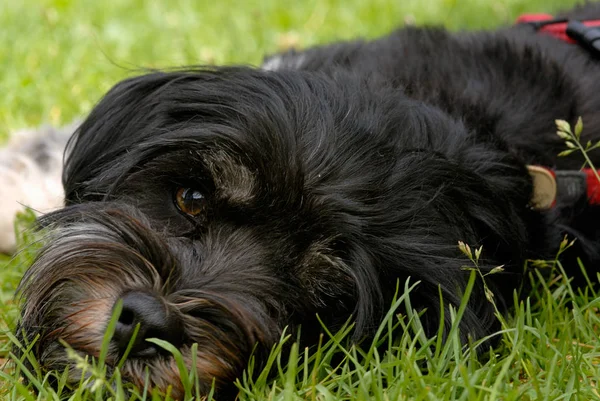 Tibétain Terrier Dieu Animal Compagnie — Photo