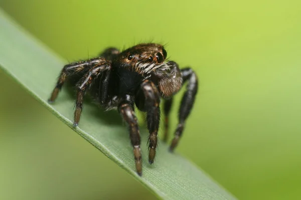 Örümcek Böceği Yırtıcı Hayvan — Stok fotoğraf
