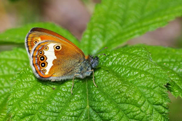 Close Bug Natureza Selvagem — Fotografia de Stock