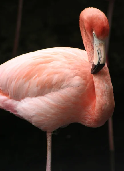 Flamingo Natural Bird Background — Stock Photo, Image