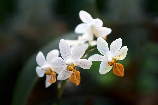 Belle Plante Fleurs Orchidées Pétales Flore — Photo