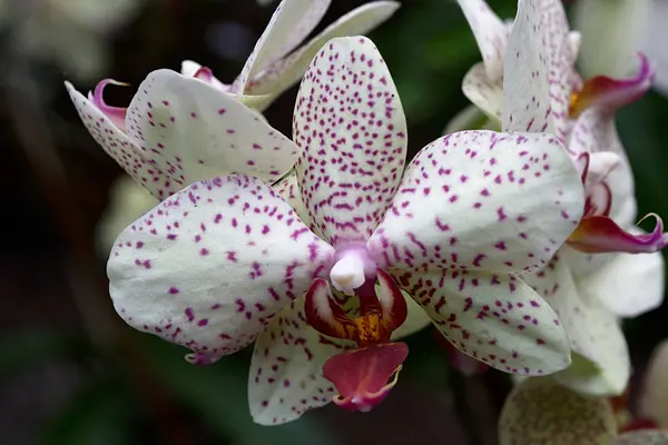Mooie Orchidee Bloem Plant Flora Bloemblaadjes — Stockfoto