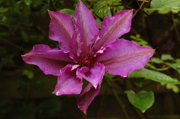 紅紫色の花びら — ストック写真