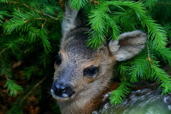 Kleurrijke Achtergrond Voor Kerst Nieuwjaar Vakantie Kaart — Stockfoto