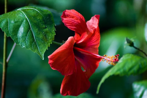 Natursköna Vackra Färgglada Hibiskus Blomma — Stockfoto