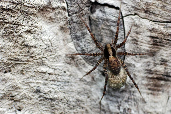 Spider Insect Predator Animal — Stock Photo, Image