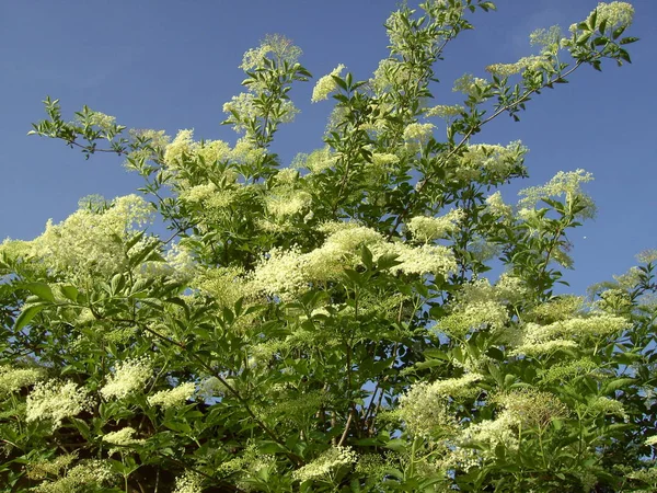 Hermoso Plano Botánico Fondo Pantalla Natural — Foto de Stock