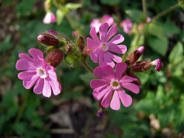 Schöne Blühende Blumen Natur Hintergrund — Stockfoto