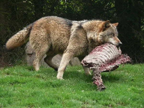 Visão Cênica Lobo Selvagem Natureza — Fotografia de Stock