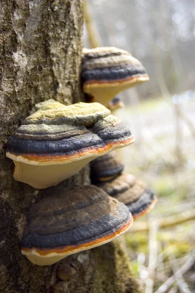 Natur Baumrinde Botanik — Stockfoto