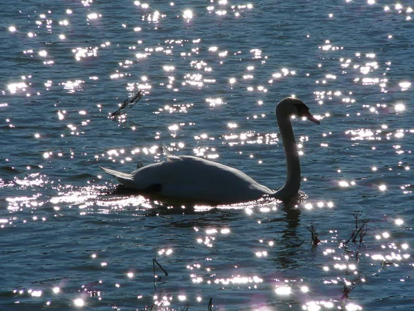 Scenic View Majestic Swan Nature — Stock Photo, Image