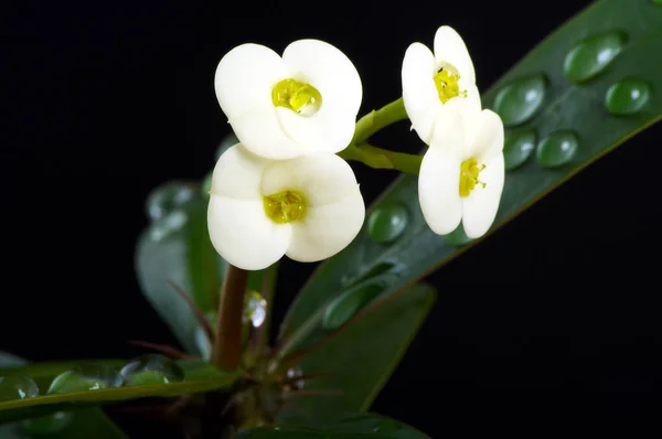 Espina Castaño Florece Con Gotas Agua — Foto de Stock