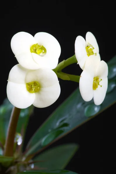 Kristall Törne Blomma Med Vattendroppar — Stockfoto