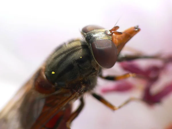 Snout Hoverfly Also Called Cone Fly — Stock Fotó