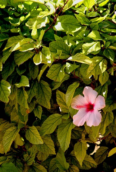 Piękne Botaniczne Ujęcie Naturalna Tapeta — Zdjęcie stockowe