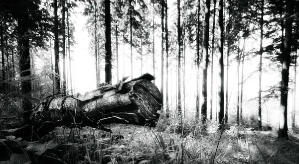 Vue Panoramique Flore Forêt Sauvage — Photo