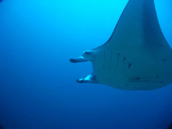 Mantarochenfische Unter Wasser Der Tiefsee — Stockfoto