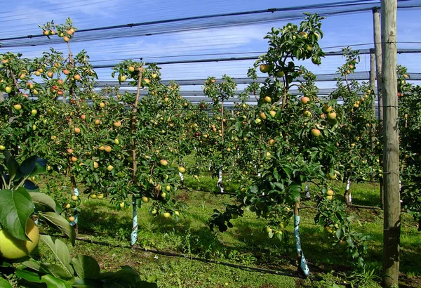 Scenic View Agriculture Selective Focus — Stock Photo, Image