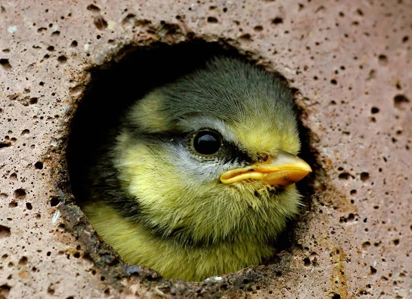 Vedere Pitoresc Frumos Titmouse Pasăre — Fotografie, imagine de stoc