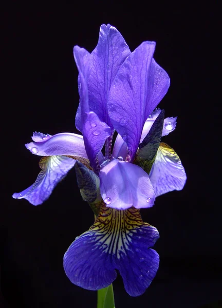 Vista Panoramica Bellissimo Fiore Iris — Foto Stock