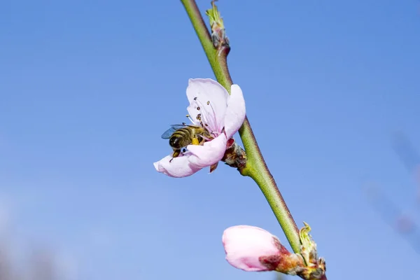 Kwiaty Brzoskwini Drzewie — Zdjęcie stockowe