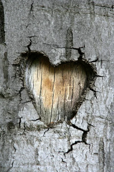 Srdce Kůře Stromu — Stock fotografie