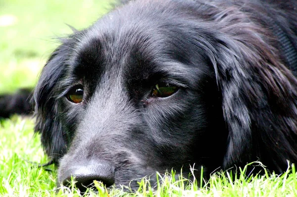 Portret Van Een Schattige Hond — Stockfoto