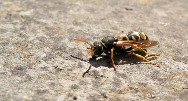 Nahaufnahme Von Wespeninsekten Makroaufnahme — Stockfoto