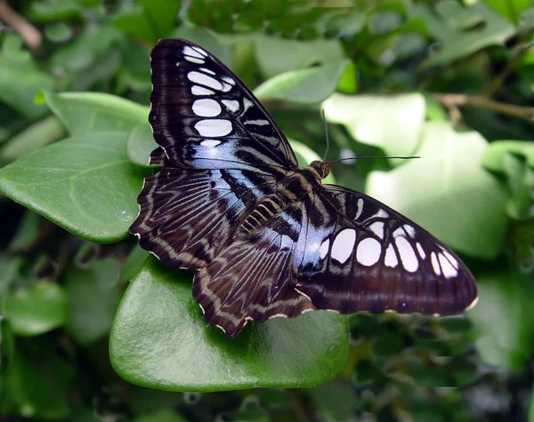 Close Van Een Insect Wilde Natuur — Stockfoto