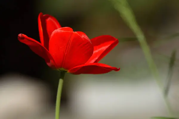 Tulipán Flores Pétalos Primavera Flora — Foto de Stock