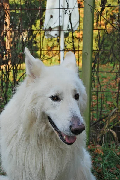 Portait Simpatico Cane Compagnia — Foto Stock