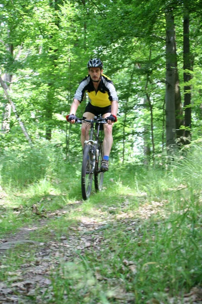 骑自行车穿过森林 — 图库照片